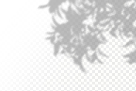 Shadow overlay effect. Realistic shadow of tree branches on a transparent background. Vector illustration.のイラスト素材