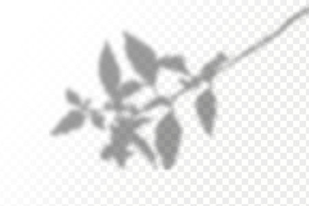 Shadow overlay effect for photo and mockup. Realistic shadow of leaves on transparent background.のイラスト素材