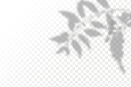 Shadow overlay effect for photos and mockups. Realistic shadow of leaves on transparent background. Vector illustration.のイラスト素材