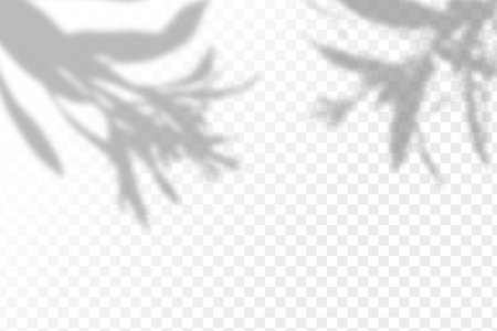 Shadow overlay effect for photos and mockups. Realistic shadow of leaves on a transparent background.のイラスト素材