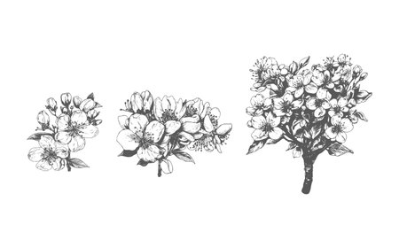 Cherry blossom branch set. Hand drawn vector illustration isolated on white background.のイラスト素材