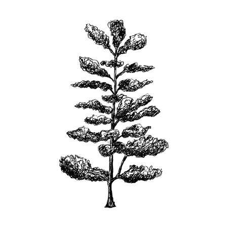 Plant hand drawn sketch. Vector illustration. Isolated on white background.のイラスト素材