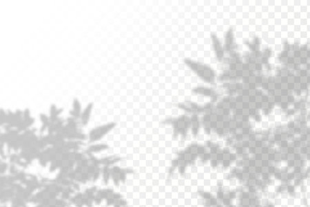 Shadow overlay effect for photos and mockups. Natural light casts shadows from tree branches on transparent background.のイラスト素材