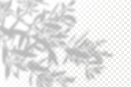 Shadow overlay effect for photos and mockups. Realistic shadow of leaves on a transparent background.のイラスト素材