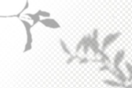 Shadow overlay effect for photos and mockups. Realistic shadow of tree branches on transparent background. Vector illustration.のイラスト素材
