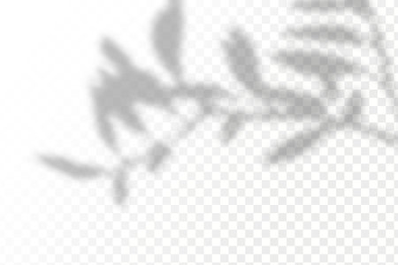 Shadow overlay effect for photo and mockup. Realistic shadow of leaves on transparent background.のイラスト素材