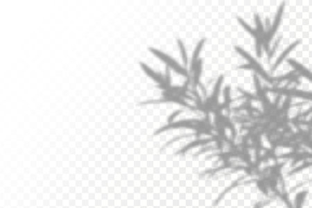 Shadow overlay effect for photos and mockups. Natural light casts shadows from tree branches on transparent background.のイラスト素材