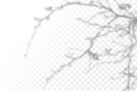 Shadow overlay effect. Realistic shadow of tree branches on transparent background. Vector illustration.のイラスト素材