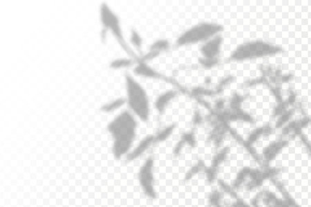 Shadow overlay effect for photos and mockups. Natural light casts shadows from tree branches on transparent background.のイラスト素材