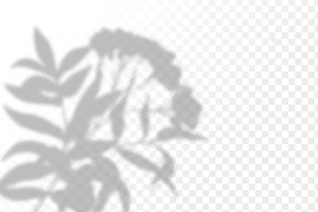 Shadow overlay effect for photos and mockups. Natural light casts shadows from tree branches on transparent background.のイラスト素材