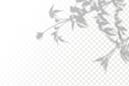 Shadow overlay effect for photos and mockups. Natural light casts shadows from tree branches on transparent background.のイラスト素材