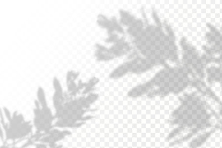 Realistic shadows of leaves on a transparent background. Vector illustration.のイラスト素材