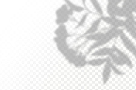 Shadow overlay effect for photo and mockup. Realistic shadow of leaf on transparent background.のイラスト素材