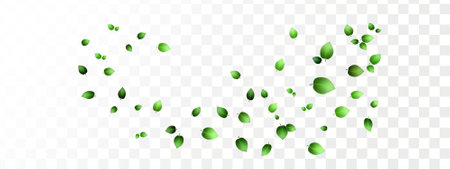 Falling green leaves. Fresh green leaves flying on transparent background. Spring foliage overlay template. Awesome vector illustration.のイラスト素材
