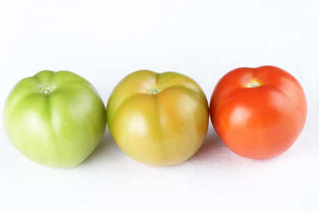 Three tomatoes of different maturityの写真素材