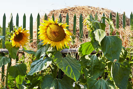 Ripe sunflowers on background a haystackの写真素材