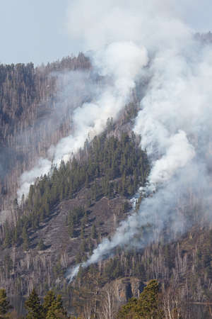 Fire in the forest