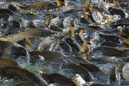 India, Rewalsar. Sacred carp fish in the sacred lakeのeditorial素材