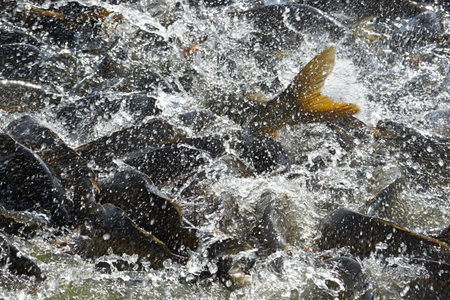 India, Rewalsar. Sacred carp fish in the sacred lakeのeditorial素材