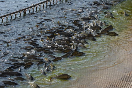 India, Rewalsar. Sacred carp fish in the sacred lakeのeditorial素材