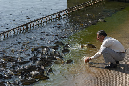 India, Rewalsar. Sacred carp fish in the sacred lakeのeditorial素材