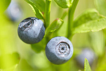 Ripe bilberry on a bushの写真素材