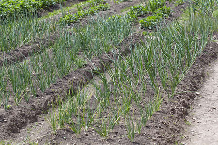 Onions beds on a country siteの写真素材