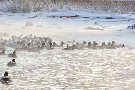 Flock of ducks on Yenisei in the frosty dayの写真素材