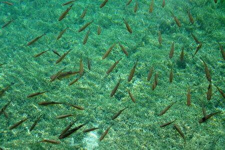 Fishes in a crystal lake