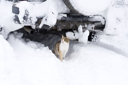 Cat in the winter environment, hiden under the carの写真素材