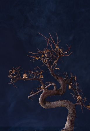 Dead tree -  global warming effectの写真素材