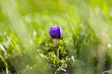 Wild flowers blossom in the meadowの写真素材