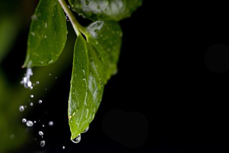 water dropsの写真素材