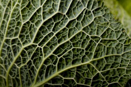 Green cabbage leafs close upの写真素材