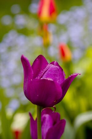 beautiful tulip in a gardenの写真素材