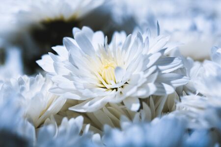 Studio shoot of daisy close upの写真素材