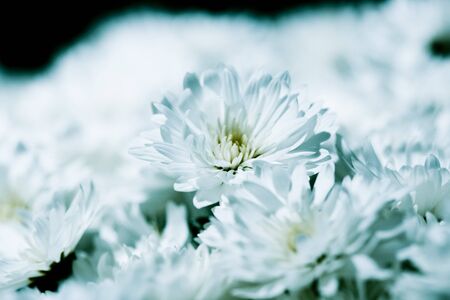 Studio shoot of daisy close upの写真素材