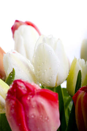 beautiful red and white tulips in vase の写真素材