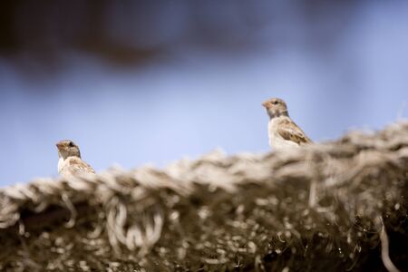 Pair of birds sitting on beach umbrellaの写真素材