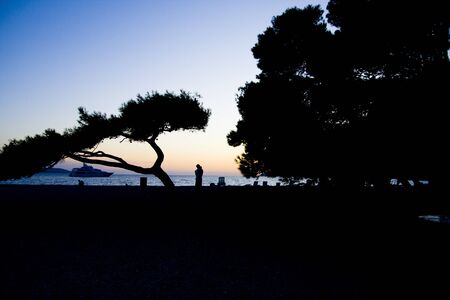 Croatian sunset with tree shape and yacht in the backgroundの写真素材