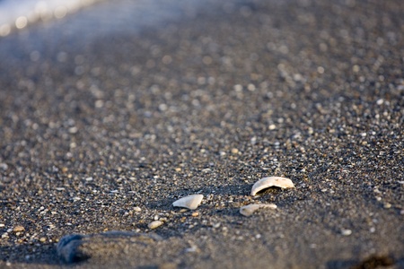 sea shells with sand as background の写真素材