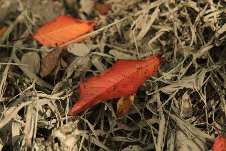 golden and red laeves on the mud backgroundの写真素材