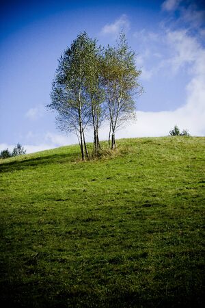 Group of birch-trees on a meadow with blue skyの写真素材