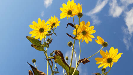 Sunny day and bright yellow flowers against a clear blue skyの写真素材