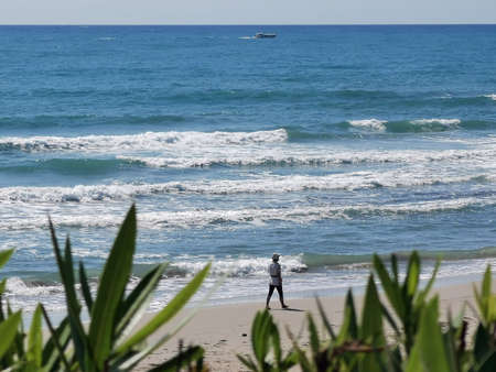 Green leaves of oleander against the waves of the Mediterranean Seaの写真素材
