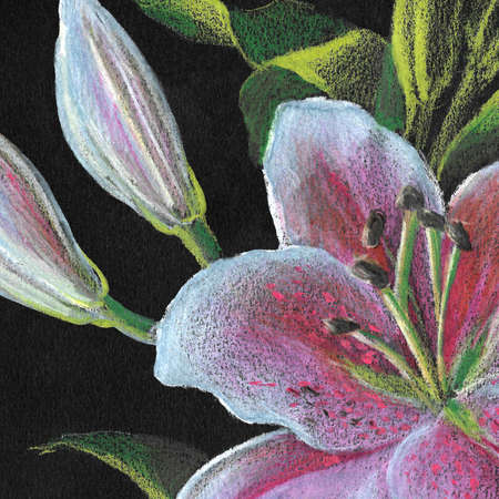 Lily colored pencils part of a flower with buds. part of the flowerの写真素材
