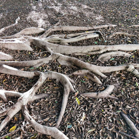Tropical tree in the park with roots on the groundの写真素材