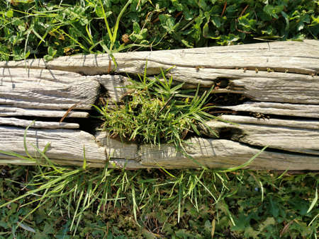 grass, sprouted through a tree plankの写真素材