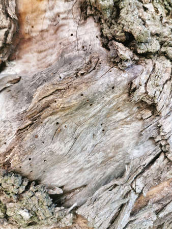 holes in the tree trunk from insectsの写真素材