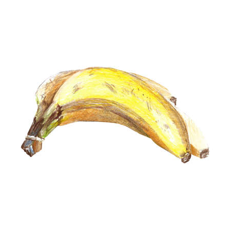 a bunch of three bananas, drawn with colored pencils on a white background isolateの写真素材